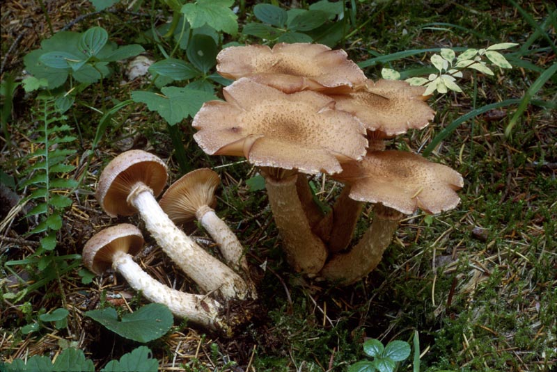 Armillaria solidipes